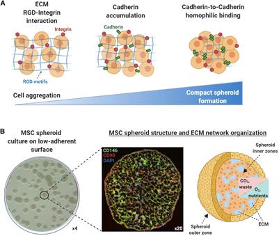 Increased Mesenchymal Stem Cell Functionalization in Three-Dimensional Manufacturing Settings for Enhanced Therapeutic Applications